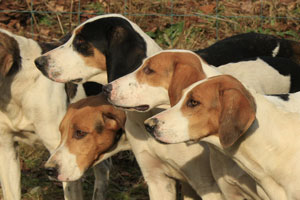 Hounds heads by Betty Fold Gallery